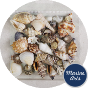 8847-P8 - Craft Pack - Assorted Small Shells